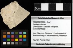 Foto (Objekt + Etiketten) von Goniodromites sp. 